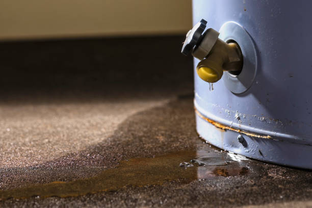Best Professional water damage repair  in St Peter, WI
