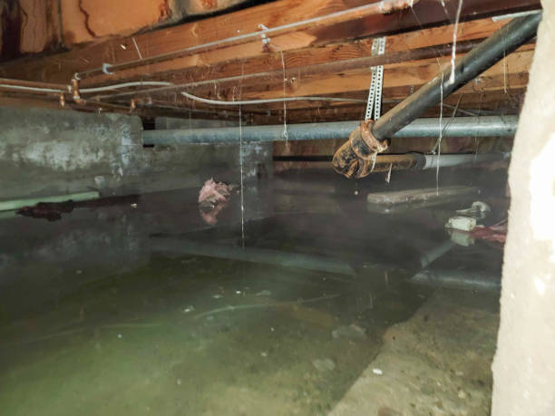 Best Water damage cleanup near me  in St Peter, WI