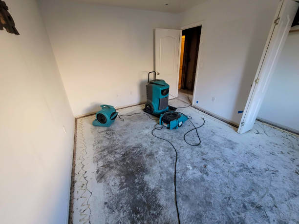 Best Professional water damage repair  in St Peter, WI
